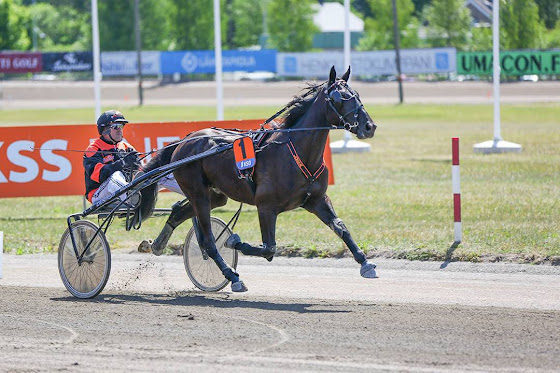 KooKoon Raviliiga-hevoselle Fruttifero Lucalle ensimmäinen kilpailu